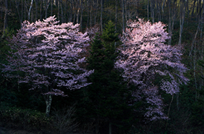 エゾ山桜